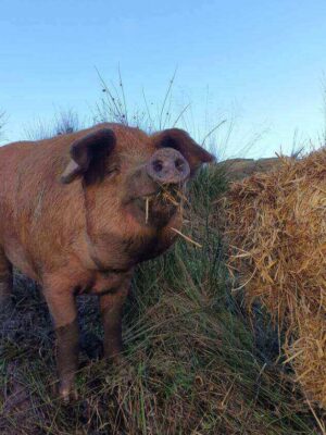 1 Beneath The Woods Charity Badge #53 pigs