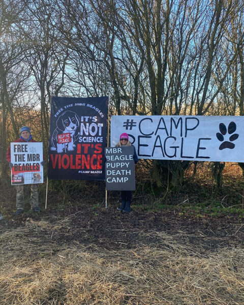 camp beagle banner used at camp by viva la vegan