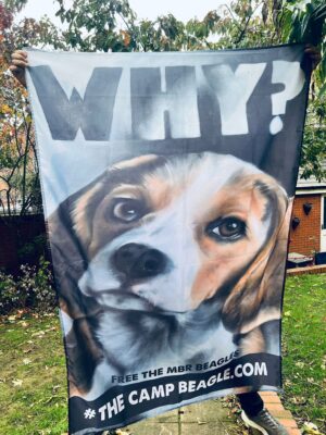 Large banner of the artwork WHY? with a large print of a painted beagles head